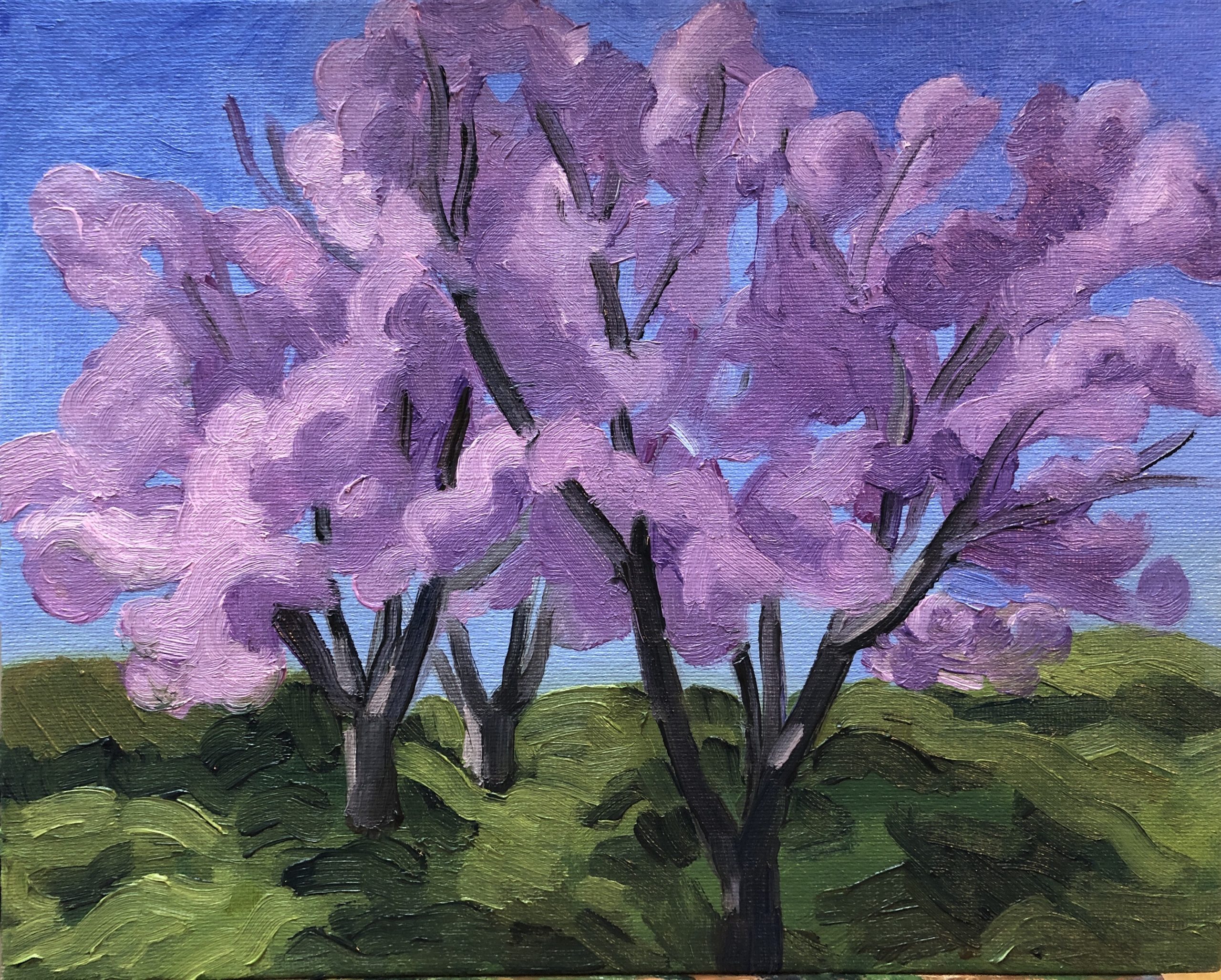 Cherry Blossom Trees at Balboa Park Jessica Hunter